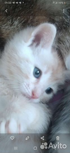 Котёнок малыш