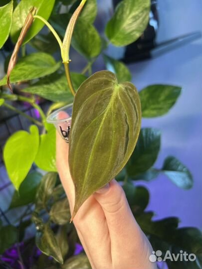 Филодендрон миканс