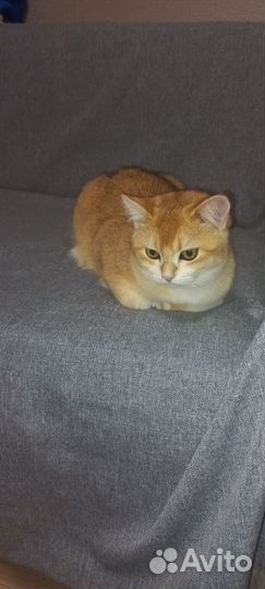 Британская золотая шиншилла