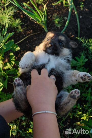 Немецкая овчарка