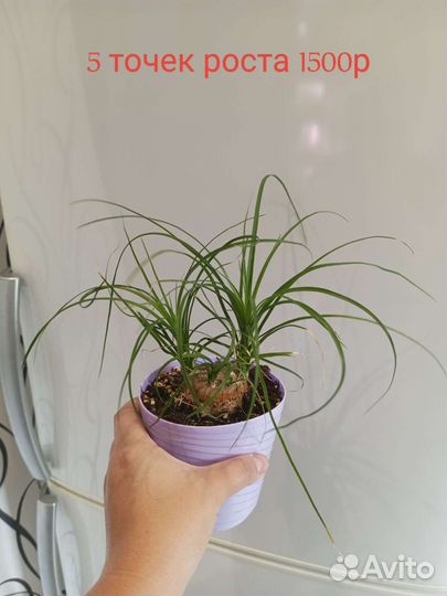 Бокарнея нолина