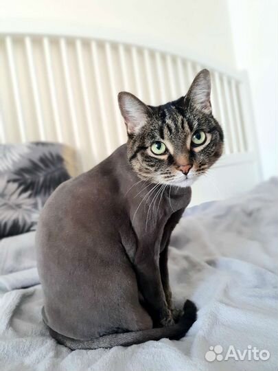 Стрижка кошек