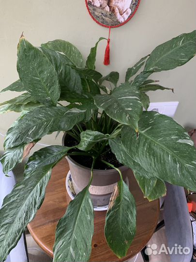 Продам цветы комнатные