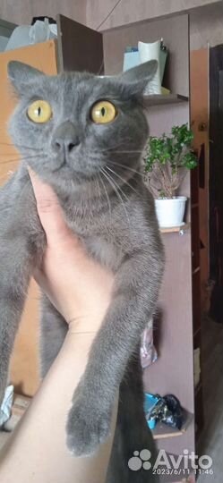 Котята отдам бесплатно