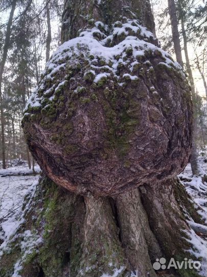 Сувель березовый