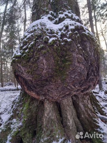 Сувель березовый