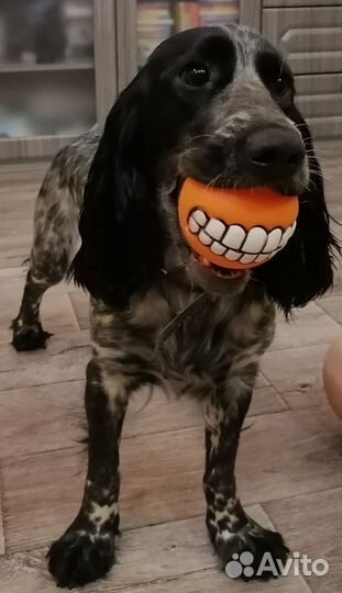 Русский спаниель