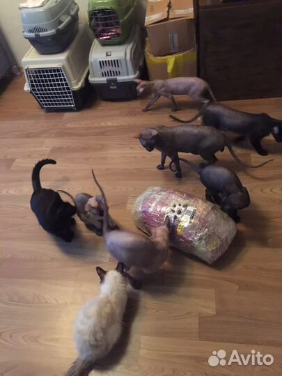 Кошки и коты