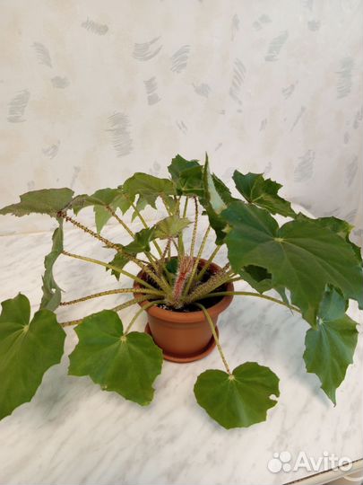 Бегония декоративно лиственная воротничковая