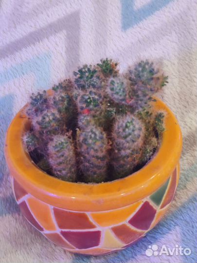 Кактусы и суккуленты