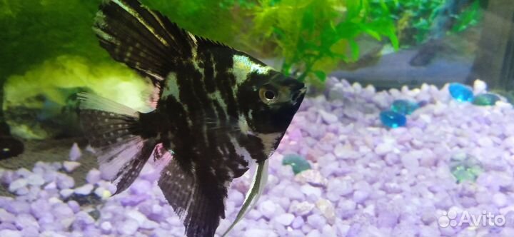 Аквариум с рыбками