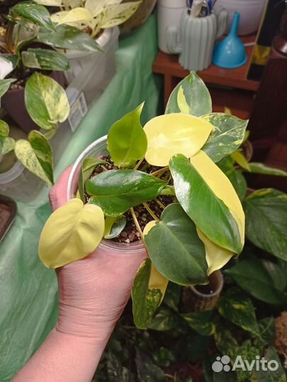 Ароидные, лианы