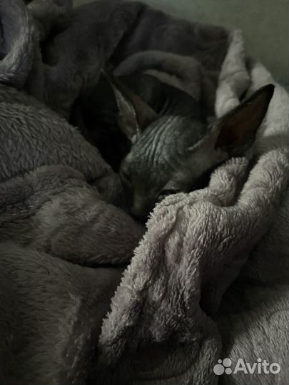 Донской сфинкс