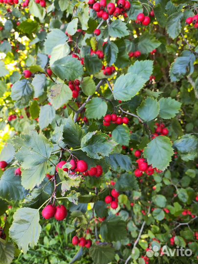 Боярышник ягоды