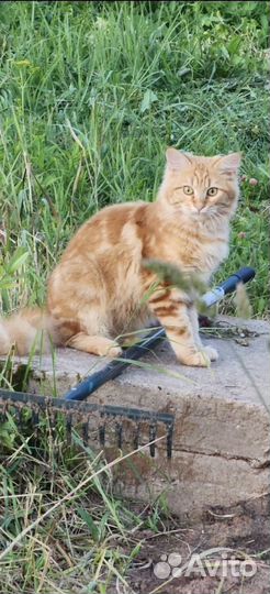 Рыжий кот