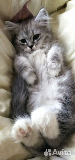 Котики бесплатно в добрые руки