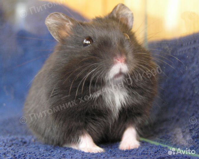 Хомячок с белым галстучком и носочками (питомник)