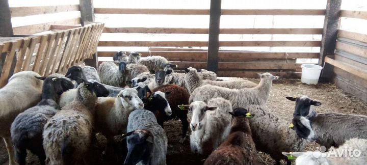 Овцематки романовской породы