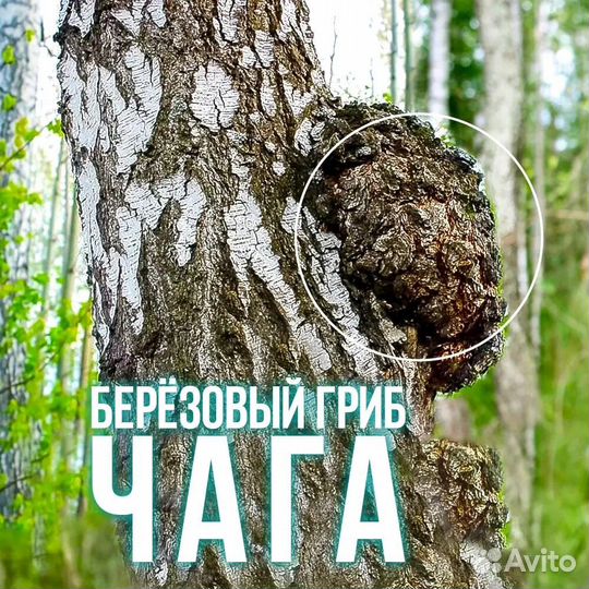 Березовый гриб чага