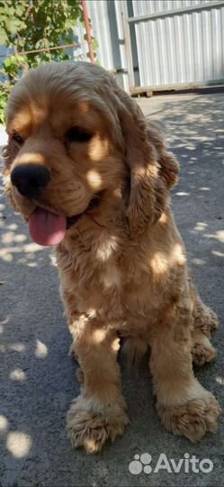 Американский кокер вязка