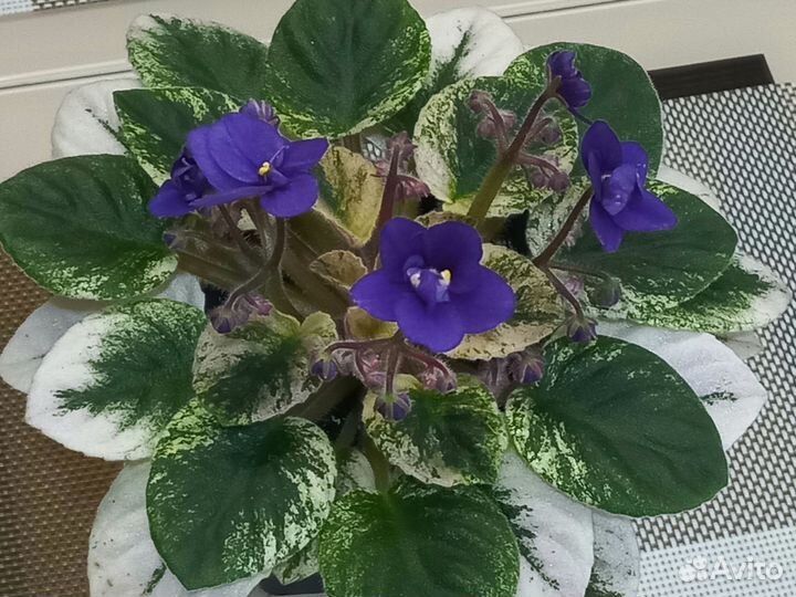 Мини фиалки