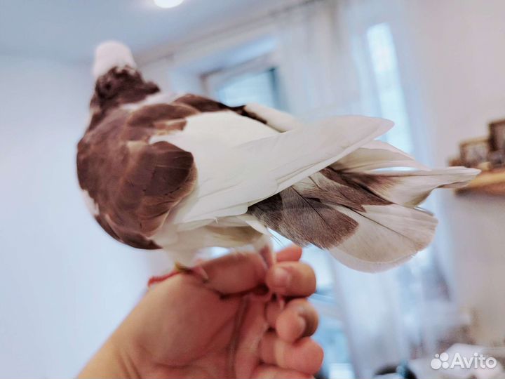 Домашний голубь