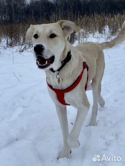 Собака в добрые руки