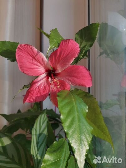 Гибискус Купера вариегатный китайская роза