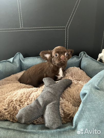 Чихуахуа щенки лиловые и шоколадные