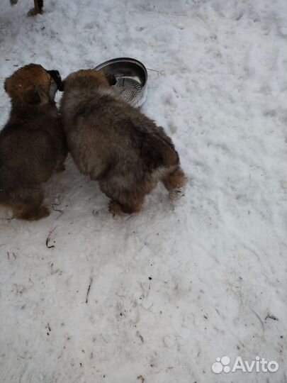 Щенки бесплатно