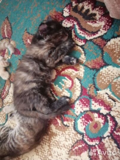 Котята в добрые руки бесплатно