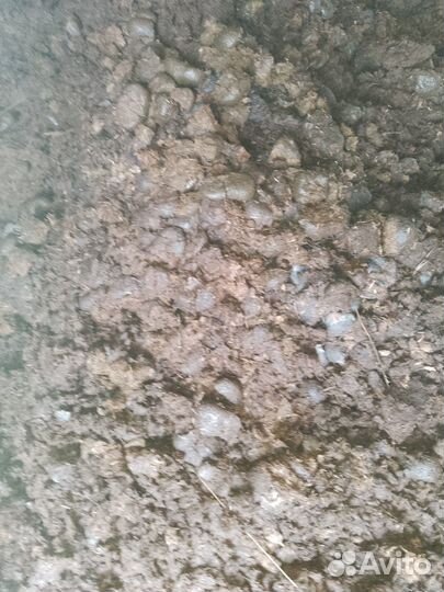 Конский навоз