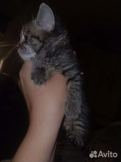 Котенок в добрые руки