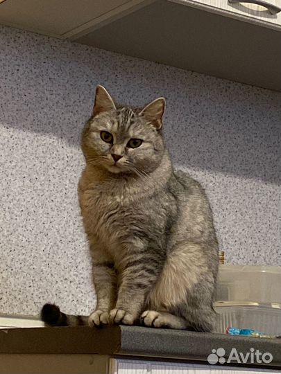 Кошка в дар