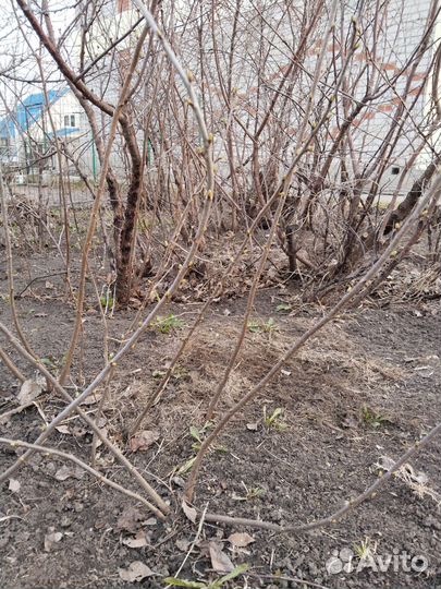 Саженцы вишни