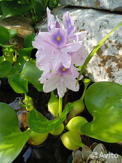 Водный гиацинт