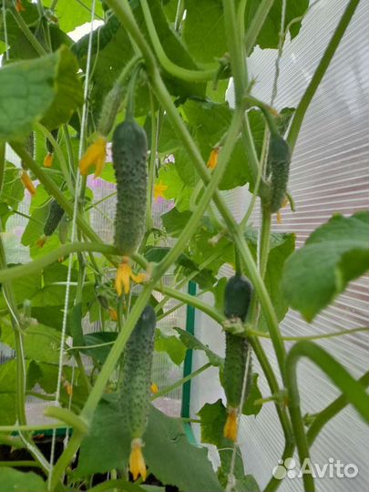 Огурцы свежие