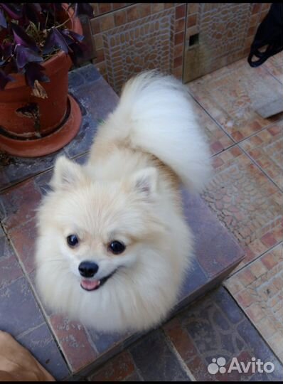 Померанский шпиц девочка