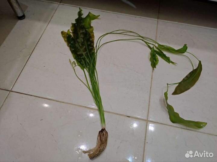 Аулофорус. Растения с прополки