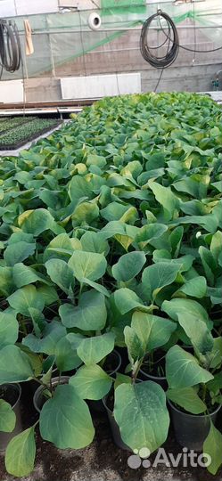 Рассада перца, капусты, брокколи