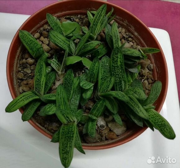 Детки суккулента Гастерии Литл Варти