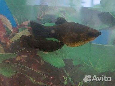 Моллинезии