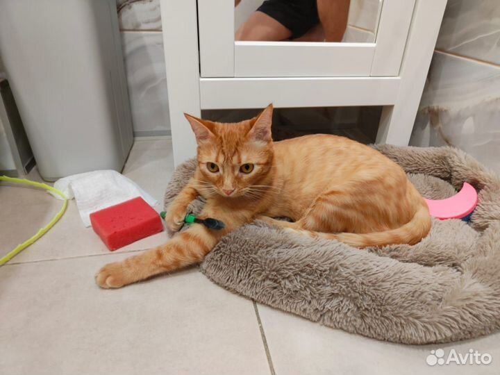 Рыжий котик в добрые руки