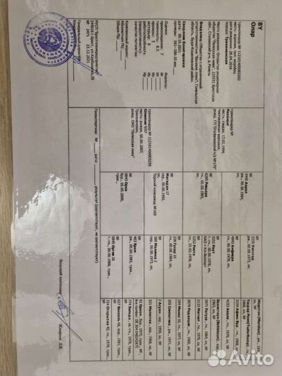 Тракененский жеребец