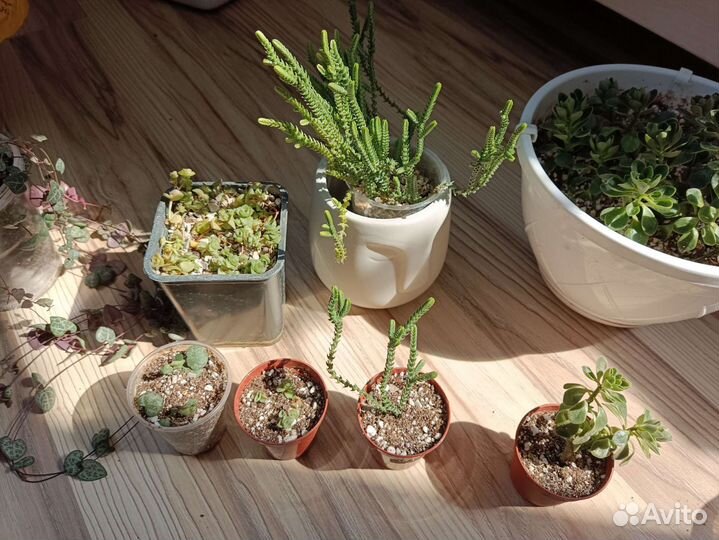 От 5 июня Зеленый своп/продажа комнатные растения