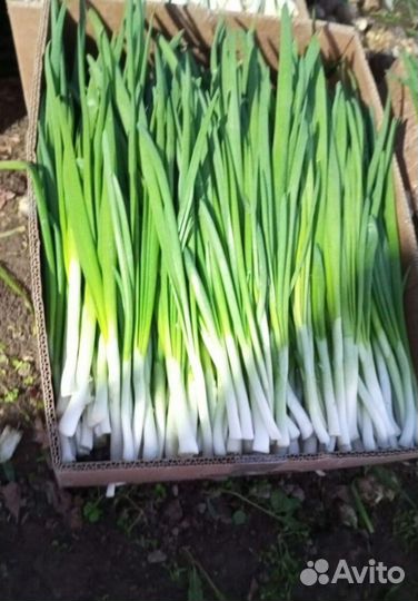 Лук зеленый свежей срезки с доставкой LUK-6561