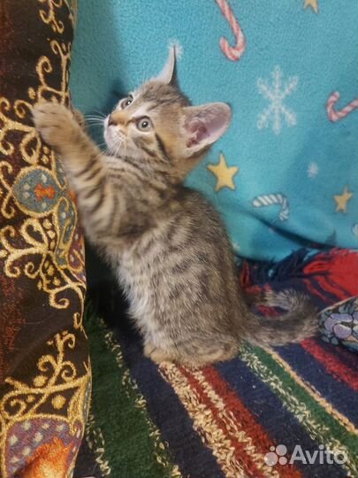 Абиссинская кошка
