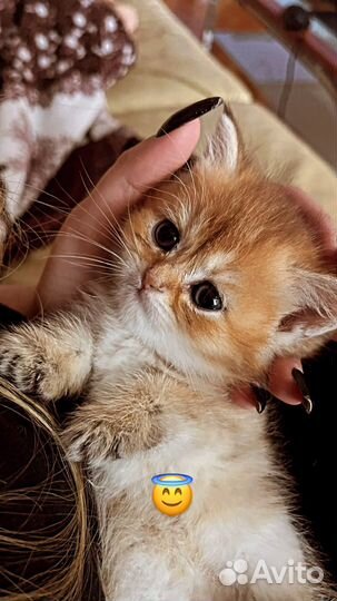 Британская золотая шиншилла n11