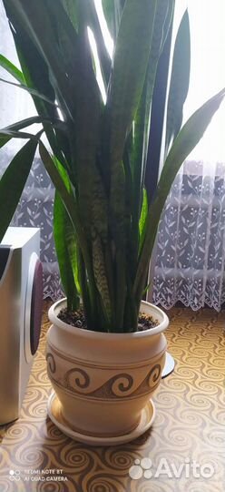 Продам цветы комнатные