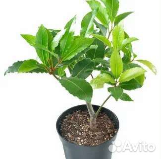 Саженцы лавра благородного